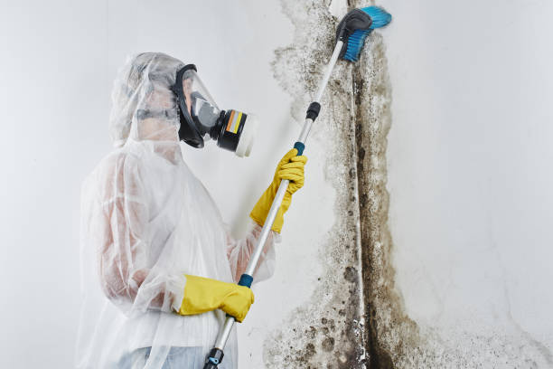 Trusted Innovation, VA Mold Remediation Experts