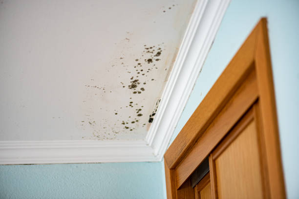 Best Black Mold Remediation in Innotion, VA