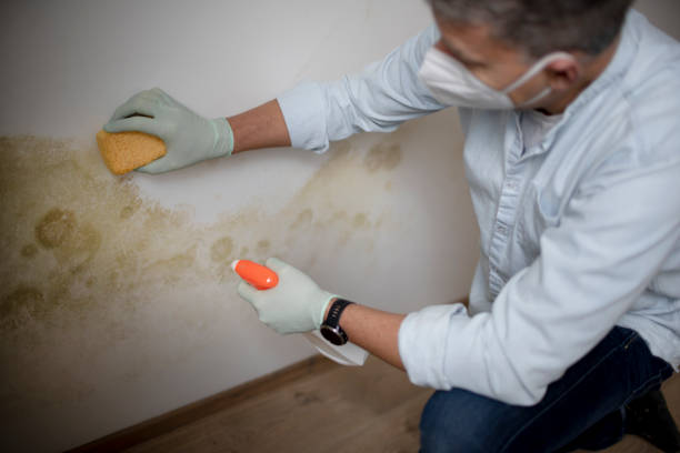 Best Residential Mold Remediation in Innotion, VA