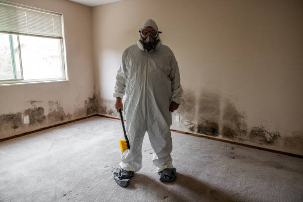 Best Basement Mold Remediation in Innotion, VA