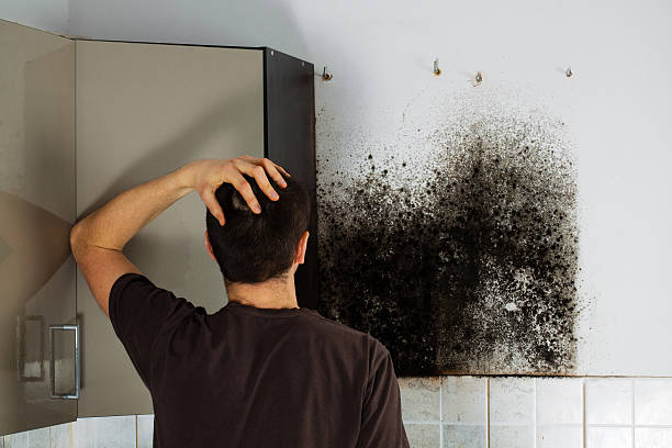 Best Mold Testing and Inspection Services in Innotion, VA